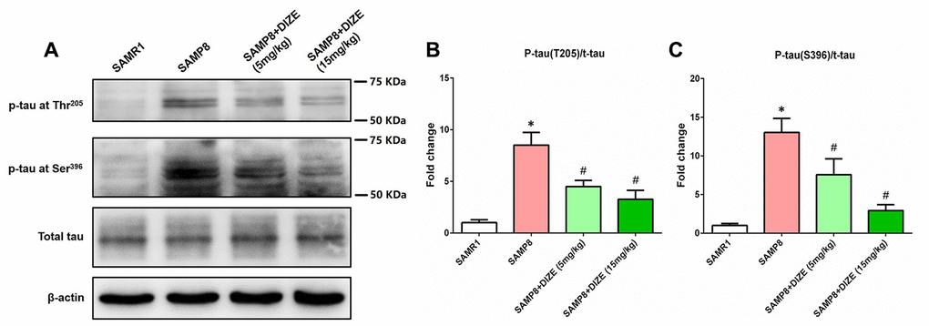 DIZE ameliorated tau hyperphosphorylation in the brain of SAMP8 mice. (A) The levels of tau hyperphosphorylation at Thr205 and Ser396 sites as well as total tau in the brain were detected by western blot. β-actin was used as a loading control. (B) Quantitative analysis of tau hyperphosphorylation at Thr205/total tau ratio. (C) Quantitative analysis of tau hyperphosphorylation at Ser396/total tau ratio. Data from panel B and C were expressed as a fold change relative to the age-matched vehicle-treated SAMR1 control mice. Data were analyzed by one-way ANOVA followed by Tukey’s post hoc test. Columns represent mean ± SD (n=8 per group). *PP