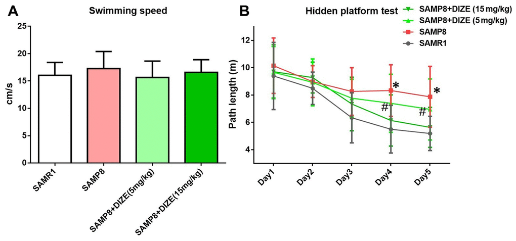 DIZE rescued spatial cognitive impairment in SAMP8 mice. (A) Swimming speed of each group in the MWM test. Data were analyzed by one-way ANOVA followed by Tukey’s post hoc test. (B) Path length of each group in the hidden platform task. Data were analyzed by two-way repeated measures ANOVA followed by Bonferroni’s multiple comparisons test. Columns represent mean ± SD (n=12 per group). *PP