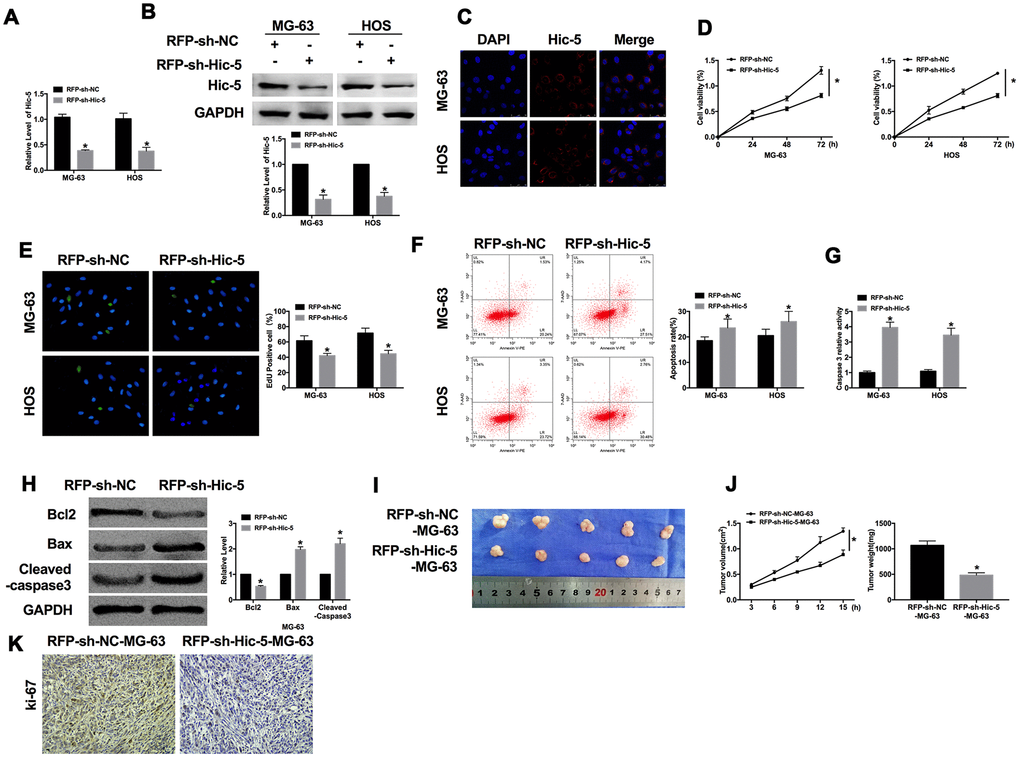 Dysfunction of Hic-5 regulated the proliferation and apoptosis in osteosarcoma. The transfection efficiency was verified by RT-PCR (A, n=6) western blot (B, n=3), and immunofluorescence (C, n=6). *PD) MTT assay was performed to detected cell viability in OS cells. n=10, *PE) The proliferation ability of OS cells was measured by Edu assay. (green, Edu+, blue, DAPI). n=6, *PF) The apoptosis rate was detected by flow cytometry. n=5, *PG) The caspase3 activity was assessed in OS cells. n=6, *PH) The apoptosis-associated protein (Bcl2, Bax and Cleaved-caspase3) level was detected by western blot. n=6, *PI) Effects of Hic-5 knockdown on the size of MG-63 xenograft tumors in nude mice. (J) The tumor volume and weights of removed tumor were calculated. n=10, *PK) Representative Ki-67 staining of tumor sections in different group.
