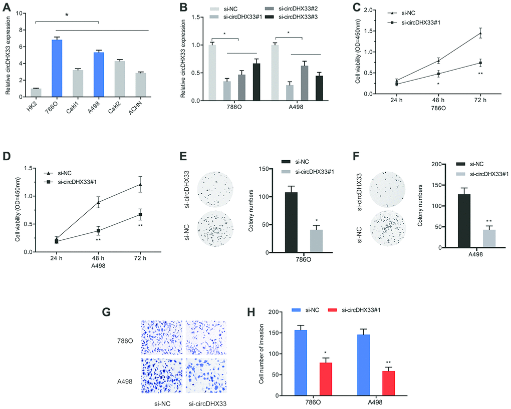 circDHX33 promoted the proliferation and invasion in ccRCC cells. (A) The expression of circDHX33 in RCC cell lines. (B) The efficiency of circDHX33 knockdown in 786O and A498 cells. (C–F) Cell viabilities were assessed by CCK-8 and colony formation and tests. (G, H) Cell invasion was assess using Transwell assay. *pp