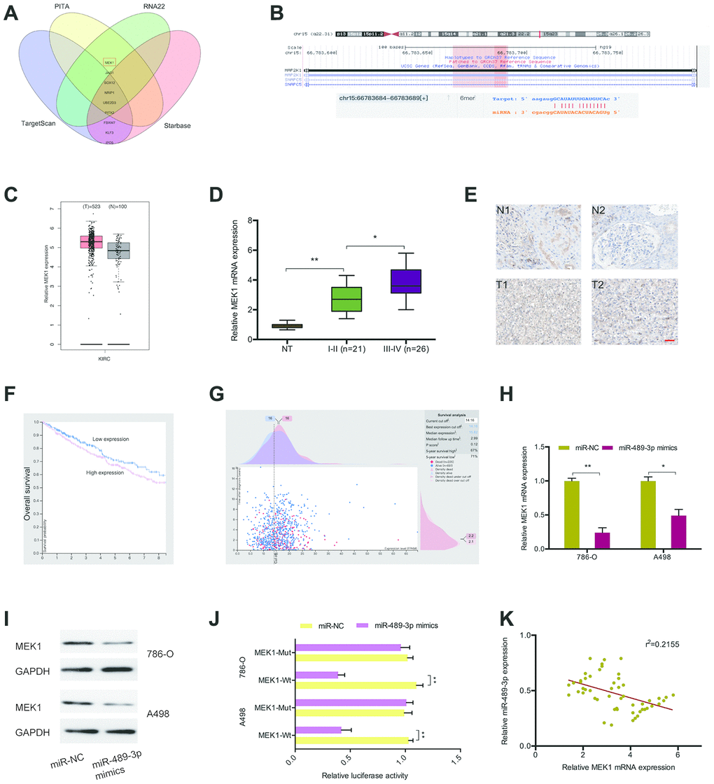 MEK1 served as the target of miR-489-3p. (A, B) MEK1 was a potential putative target gene of miR-489-3p. (C) MEK1 expression was significantly upregulated in KIRC tissues. (D, E) MEK1 expression in ccRCC tissues was determined by RT-qPCR and IHC. (F, G) High MEK1 expression was significantly associated with poor prognosis in patients. (H, I) MiR-489-3p mimics reduced MEK1 expression in 786O and A498 cells. (J) MiR-489-3p mimics reduced luciferase activity of the MEK1-Wt group. (K) miR-489-3p expression was negatively correlated with MEK1 expression in ccRCC tissues. KIRC: Kidney renal clear cell carcinoma. *pp
