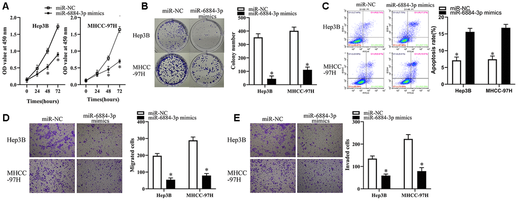 miR-6884-3p overexpression inhibits the growth, migration and invasion of HCC cells. (A, B) Hep3B and MHCC-97H cells transfected with the miR-6884-3p mimics or miR-NC were collected. These cells were subjected to CCK-8 and colony formation assays to determine cell proliferation and colony formation capacity, respectively. *P C) Flow-cytometric determination of apoptotic rate of Hep3B and MHCC-97H cells after miR-6884-3p overexpression. *P D, E) Transwell migration and invasion assays were used to the effect of miR-625 overexpression on the migration and invasion of Hep3B and MHCC-97H cells, respectively. Representative images and quantification are presented. *P 