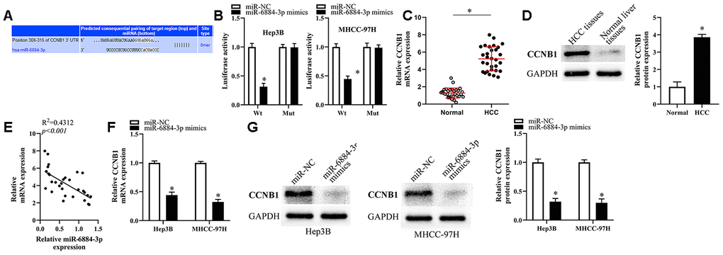 CCNB1 was the target of miR-6884-3p. (A) Targetscan analysis result showed that miR-6884-3p had a binding site with CCNB1. (B) Dual-luciferase reporter gene assay was used to confirm the target relationship between miR-6884-3p and CCNB1 in Hep3B and MHCC-97H cells. RT-qPCR (C) and western blotting (D) were used to determine the expression of CCNB1 in HCC tissues and adjacent tissues; (E) The expression relationship between miR-6884-3p and CCNB1 was evaluated by Spearman’s correlation analysis. (F, G) The expression of CCNB1 was detected by RT-qPCR and western blotting in Hep3B and MHCC-97H cells,*p