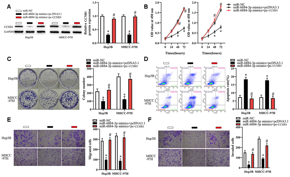 CCNB1 overexpression partially reverses the effects of miR-6884-3p on Hep3B and MHCC-97H cells. Hep3B and MHCC-97H cells transfected with the miR-6884-3p mimics with pcDNA3.1 or pc-CCNB1 were subjected to the following assays. (A) Western blotting was used to detect the protein level of CCNB1,*P B–F) The CCK-8 assay, colony formation assay, cell apoptosis assay, and Transwell migration and invasion assays were performed to test the proliferation, colony formation, apoptosis, migration, and invasion of Hep3B and MHCC-97H cells, respectively,*P 