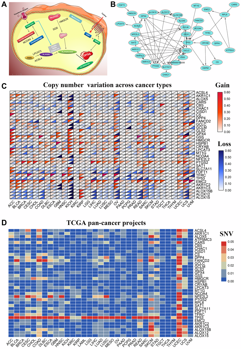 Genetic alterations and PPI network of 36 FRGs in the TCGA pan-cancer datasets. (A) Diagrammatic representation shows intracellular localization of ferroptosis-related proteins in different signaling pathways. (B) The protein-protein interaction network analysis results of 36 ferroptosis-related genes (FRGs) are shown. (C) The copy number variation (CNV) frequency of the 36 FRGs is shown for the 32 cancer types. The color code bar on the right refers to differential gain or loss of copy numbers. (D) The single nucleotide variation (SNV) frequency of the 36 FRGs is shown for the 32 cancer types. The color code bar on the right refers to differential SNV frequencies.