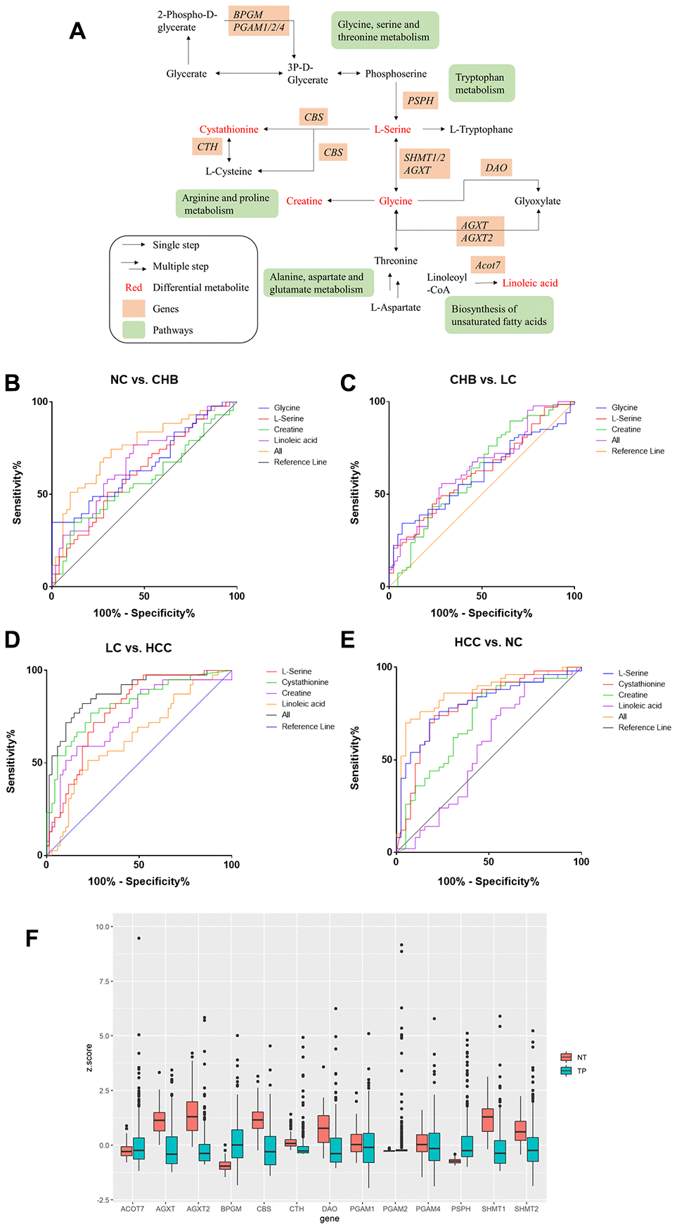 Metabolic pathway network analysis and expression of candidate metabolic enzyme mRNAs in HCC A. (A) schematic representation of metabolic pathway network. (B–E). ROC curves of DMs panels between NC and CHB, CHB and LC, LC and HCC, HCC and NC respectively. (F) The expression of candidate genes in liver cancer from TCGA-LIHC database (377 patient samples). NT: solid tissue normal, TP: primary solid tumor.