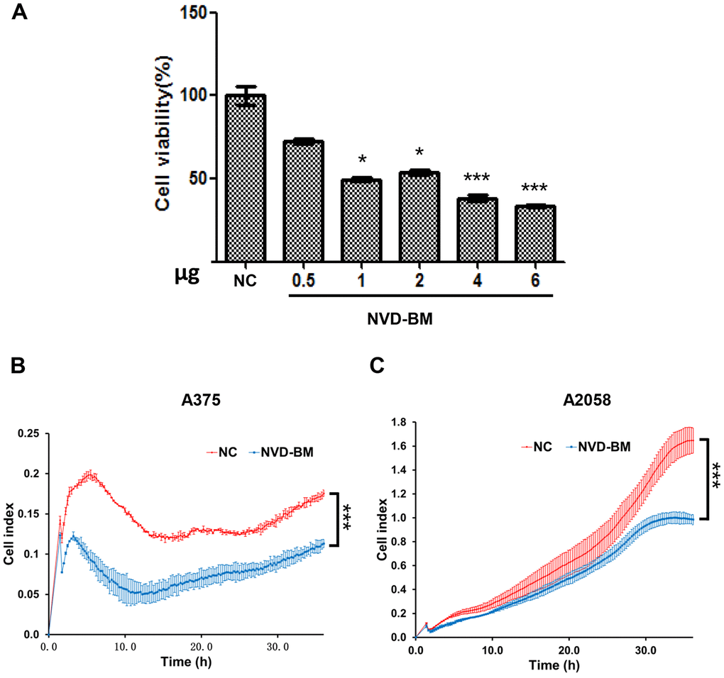 NVD-BM inhibits melanoma cell proliferation and migration. (A) A375 cell proliferation when transfected with different NVD-BM concentrations at 24 h. (B, C) The migration rates of 5×103 A375 and A2058 cells, transfected with pCDH and NVD-BM plasmid were assessed over 36 h by RTCA assay. (*p 