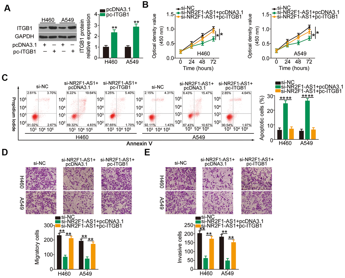 Long noncoding RNA NR2F1-AS1 promotes the malignancy of non-small cell ...