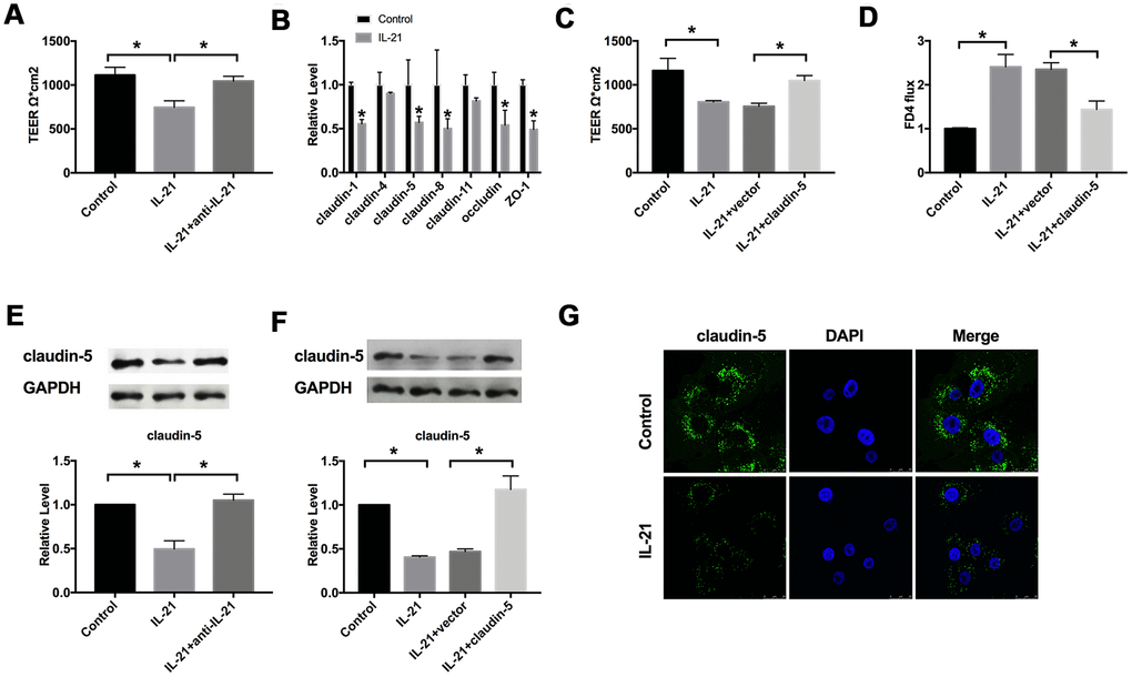 IL-21 regulates the intestinal epithelial TJ barrier function by targeting claudin-5. (A) The effect of IL-21 on intestinal epithelial barrier function. n=3. (B) RT-PCR was employed to detect the mRNA level of claudin-1, claudin-4, claudin-5, claudin-8, claudin-11, occludin, and ZO-1. n=7. (C) The effect of claudin-5 on TEER in Caco-2 cells. n=3. (D) The FD4 level was detected after claudin-5/vector transfection in IL-21 treated cells. n=5. (E, F) The protein level of claudin-5 in different groups. n=4. (G) Representative images of immunofluorescence staining with claudin-5. *P 