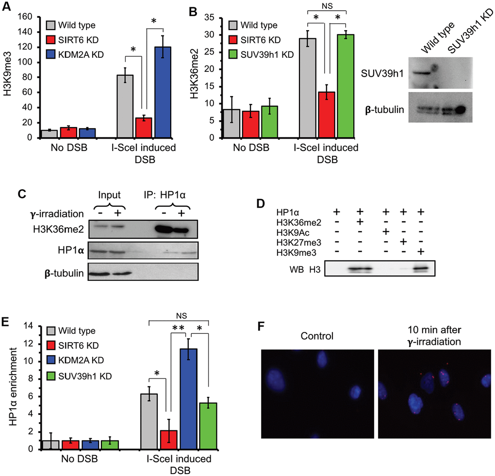 H3K36me2 recruits HP1α and promotes deposition of H3K9me3 at DSB locus in SIRT6-dependent manner. (A) SIRT6, but not KDM2A, is required for deposition of H3K9me3 at DSB locus. ChIP assay was performed 12 h post transfection with I-SceI vector using antibody against H3K9me3. (B) SIRT6, but not SUV39h1, is required for accumulation of H3K36me2 at DSB locus. Western blot shows depletion of SUV39h1. (C) HP1α binds H3K36me2 in vivo. Human skin fibroblast cells were irradiated with 3 Gy of γ-irradiation. Cell lysate was immunoprecipitated within 10 minutes after irradiation with antibody against HP1α and blotted against H3K36me2 (Top panel), HP1α (middle) and β-tubulin (lower panel). (D) HP1α binds H3K36me2 in vitro. Mono nucleosomes carrying either H3K36me2, H3K27me3, H3K9me3 or H3K9Ac groups were incubated with HP1α and immunoprecipitated with antibody against HP1α and blotted with H3 antibodies. (E) SIRT6, but not SUV39h1, is required for HP1α recruitment to DSB locus. (F) HP1α interacts with 53BP1 after γ-irradiation. Proximity ligation assay (PLA) was performed using antibodies against HP1α and 53BP1 and the PLA signal was detected within 10 minutes after irradiation. NS; not significant. All experiments were repeated three times. *p 