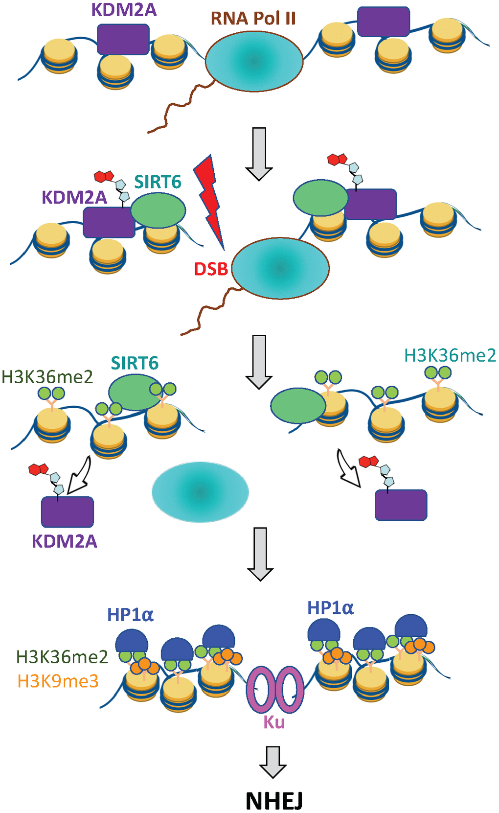 SIRT6 prevents collision between transcription and DSB repair machineries. Under basal conditions KDM2A demethylates H3K36 at transcription start site. Upon DNA damage SIRT6, is recruited to the DSB locus and mono-ADP ribosylates KDM2A leading to its displacement from chromatin. This leads to accumulation of H3K36me2 marks around the DSB site, which recruits HP1α and promotes deposition of H3K9me3 mark leading to local chromatin compaction. As a result, transcription is paused and DNA repair by NHEJ ensues.