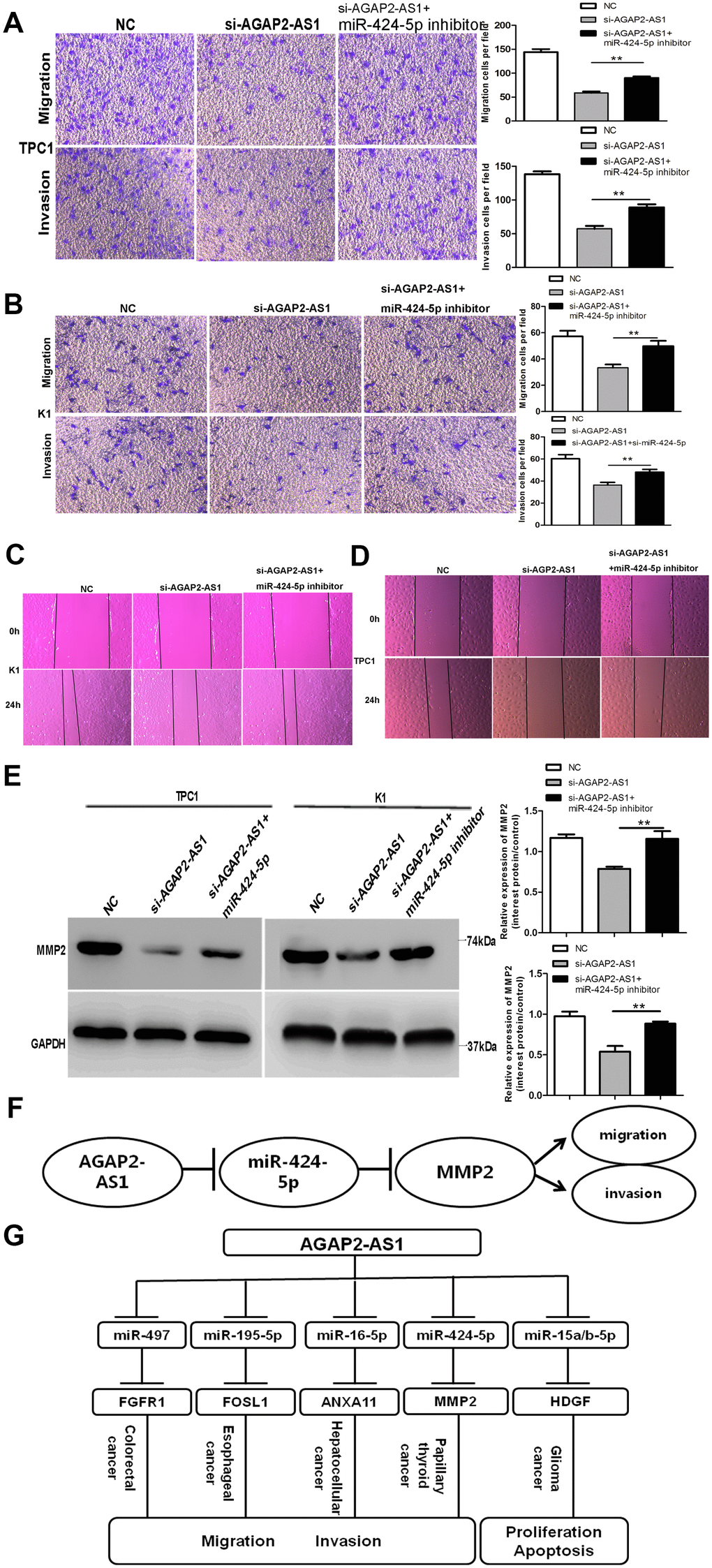 Downregulation of miR-424-5p partly rescues si-AGAP2-AS1 mediated inhibition of invasion and migration in PTC cells. (A, B) Trans-well assays of PTC cell migration and invasion after transfection with si-AGAP2-AS1, or a co-transfection with miR-424-5p inhibitor and si-AGAP2-AS1 or NC. Data are presented as the mean ± S.D., analyzed using an independent samples t-test; **P C, D) Wound-healing assay of PTC cell migration and invasion after transfection with si-AGAP2-AS1, or co-transfection with miR-424-5p inhibitor and si-AGAP2-AS1 or NC. (E) Western blotting of MMP2 after transfection with si-AGAP2-AS1 or co-transfection with miR-424-5p inhibitor and si-AGAP2-AS1 or NC. Data are presented as the mean ± S.D., analyzed using an independent samples t-test; **P vs. the si-AGAP2-AS1 group. (F) Schematic illustration of the proposed function of AGAP2-AS1 in PTC. AGAP2-AS1 functions as a competing endogenous RNA that upregulates MMP2 expression and promotes PTC progression by sponging miR-424-5p. (G) AGAP2-AS1 played a role as ceRNA in different cancers.
