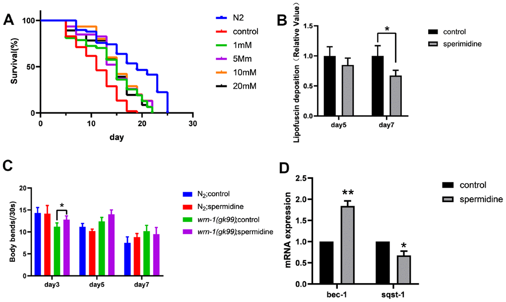 Effect of spermidine on wrn-1(gk99) worms. (A) Effect of different concentrations of spermidine treatment on survival curves of wrn-1(gk99) worms, n=83-102. (B) Effect of 5mM spermidine treatment on lipofuscin deposition level of wrn-1(gk99) worms, n=12-15. (C). Effect of 5mM spermidine treatment on locomotor capacity of N2 and wrn-1(gk99) worms, n=20. (D) Effect of 5mM spermidine treatment on autophagy-related genes bec-1 and sqst-1 of wrn-1(gk99) worms, n=3. Data are represented as mean± SD, *P P 