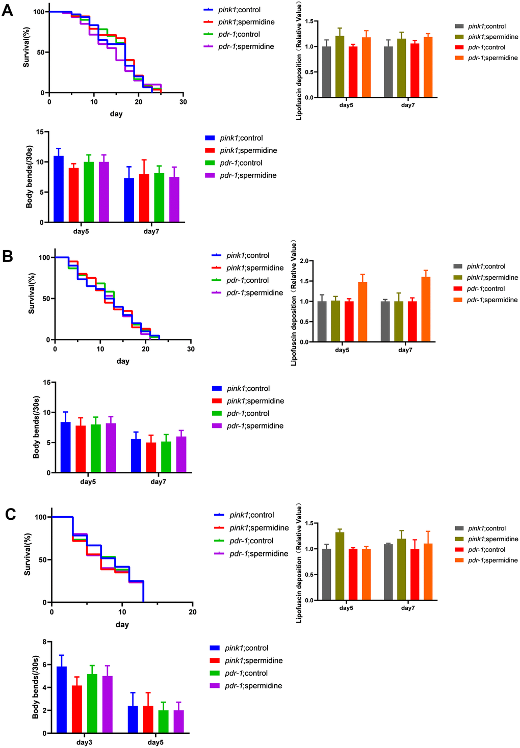 Effects of spermidine on RNAi knockdown of pink1 and pdr-1 nematodes. (A) Effect of spermidine treatment on survival curves(n=85-101), lipofuscin deposition level(n=15), and locomotor capacity of wrn-1(gk99) worms(n=20). (B) Effect of spermidine treatment on survival curves(n=87-98), α-synuclein level(n=15), and locomotor capacity of NL5901 worms(n=20) (C) Effect of spermidine treatment on survival curves(n=92-97), lipofuscin deposition level(n=15), and locomotor capacity of UM0001 worms(n=20). Data are represented as mean± SD, *P P 