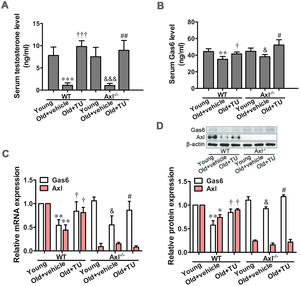 TU treatment up-regulated testosterone and Gas6/Axl expression in aging mice. (A) The serum level of testosterone. (B) The serum level of Gas6. (C) Relative mRNA expression of Gas6 and Axl. (D) Relative protein content of Gas6 and Axl. Data are mean ± SD; *P **P ***P vs. WT young group; †P ‡P vs. WT old group; &P &&&P vs. Axl-/- young group; #P ##P vs. Axl-/- old group; A-B: n = 8 for each group, C-D: n = 3 for each group.
