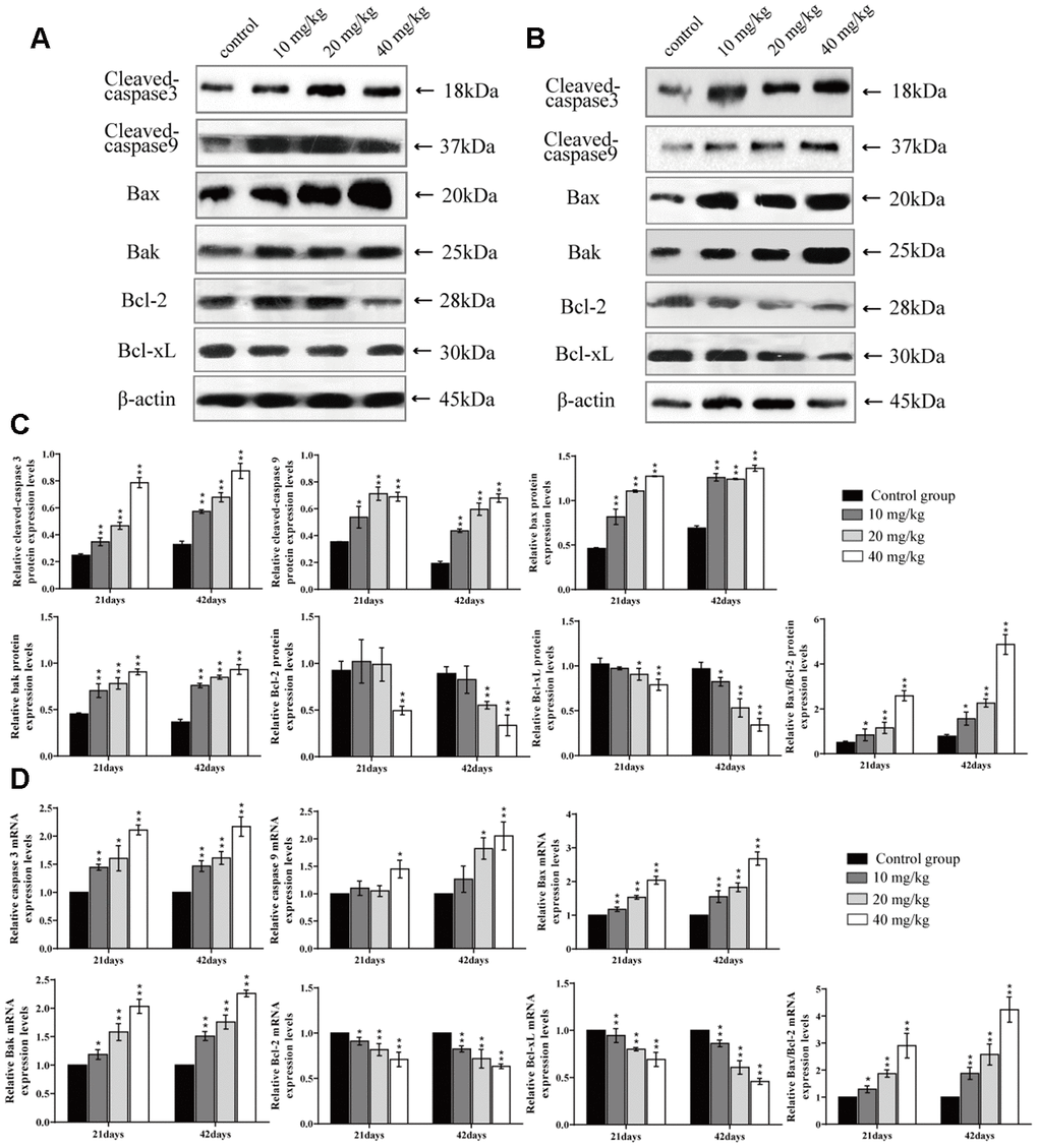 Changes of protein and mRNA expression levels of apoptotic related mediators in the lung at 21 and 42 days of the experiment. (A) Western blot assay of apoptosis-related mediators at 21 days. (B) Western blot assay of apoptosis-related mediators at 42 days. (C) The relative protein expression levels of apoptosis-related mediators. (D) The relative mRNA expression levels of apoptosis-related mediators. Data are presented with the mean± standard deviation (n=8). *p 
