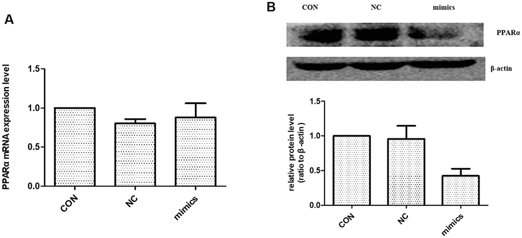 The effect of miR-21 on PPARα expression. (A) PPARα mRNA expression level were detected with Real-time PCR. (B) PPARα protein expression level was detected with Western blot. CON: normal culture condition; NC: miR negative control; Mimics: miR-21 mimics. * p