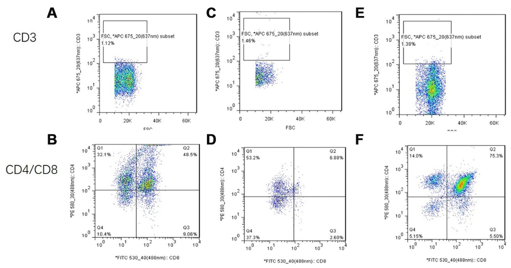 Flow cytometry analysis of single-cell suspensions of thymus tissue after mUCMSC treatment. Note: (A, B) show flow cytometry of thymocytes in the treatment group after 1 month of treatment. (C, D) show flow cytometry of a single-cell suspension of mouse thymus tissue from the model control group. (E, F) show flow cytometry detection of a single-cell suspension of thymus tissue from the young control group. CD3 was not expressed in any of the three groups. The proportion of CD8+ cells in the treatment group was significantly higher than that in the model control group.