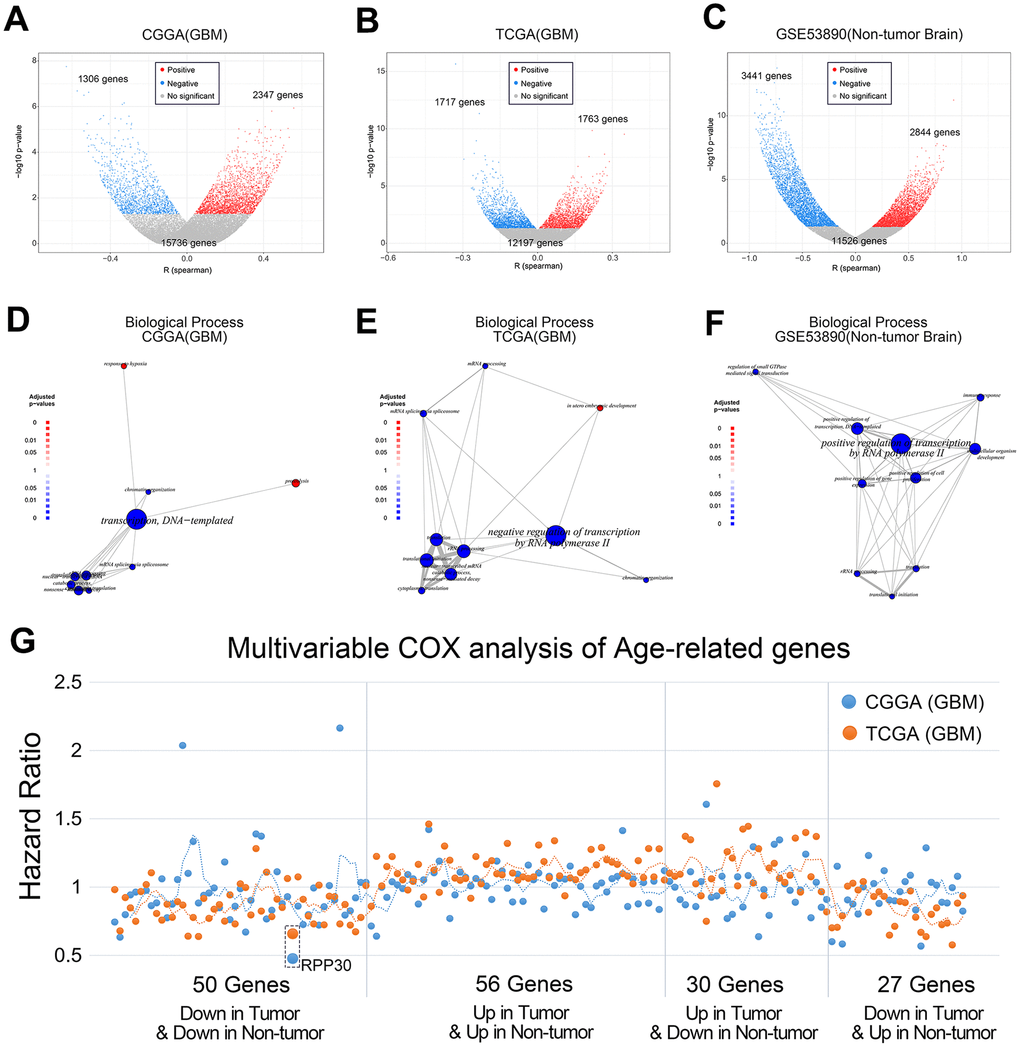 Age-related genes are mainly enriched in transcriptional regulation. (A, B) The correlation between gene expression and age of primary GBM in CGGA and TCGA databases. (C) The correlation between gene expression and age of non-tumor brain samples in GSE53890. The statistical significance between age and gene expression was assessed by Pearson correlation analysis. (D, E) Functional enrichment of age-related genes of primary GBM in CGGA and TCGA databases. (F) Functional enrichment of age-related genes of non-tumor brain samples in GSE53890. (G) Multivariable COX analysis of Age-related genes in primary GBM. Among the above genes, only RPP30 was an independent prognostic factor by multivariate COX analysis. Multivariate COX analysis of age-related genes was performed separately.