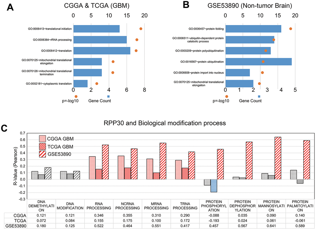 RPP30 involved in the post-translational modification in GBM and non-tumor brain samples. (A) Gene ontology (GO) analyses of RPP30 in GBM. Functional annotation of 500 genes most correlated to age in both CGGA and TCGA databases. (B) Gene ontology (GO) analyses of RPP30 in non-tumor brain samples. Functional annotation of 500 genes most correlated to age in GSE53890. (C) Correlation between RPP30 and GSVA scores of DNA, RNA, and Protein modification in CGGA, TCGA, and GSE53890. Red columns represented significant positive correlation. Blue columns represented significant negative correlation. Gray columns represent no significant correlation. The statistical significance was assessed by Pearson correlation analysis.