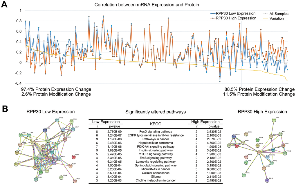 Protein expression in cancer pathways was affected by post-transcriptional modification of RPP30. (A) The correlation between protein expression and mRNA expression was affected by RPP30 expression in GBM. (B) Functional protein association network analysis of proteins regulated by post-transcriptional modification of RPP30 in STRING. Pathway enrichment results of proteins in RPP30 high and low groups were shown in the table.