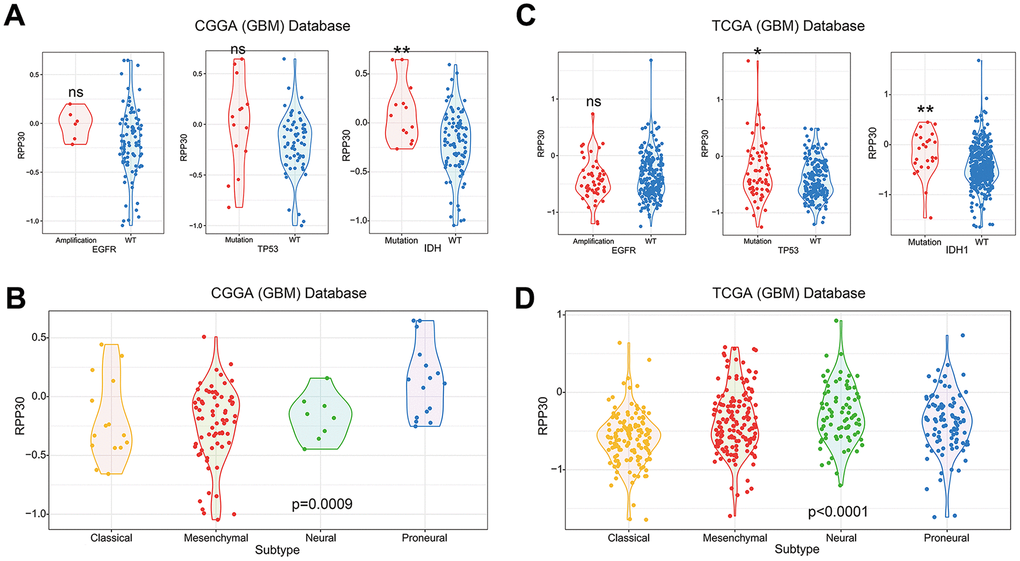 The correlation between RPP30 and clinicopathological characteristics in primary GBM. (A, C) RPP30 was enriched in TP53 mutation and IDH1 mutation GBM samples in CGGA and TCGA databases. The expression of RPP30 was independent of the amplification state of EGFR. The unpaired t-test was used in differential analysis. ns: no significant difference. *: pB, D) Expression pattern of RPP30 in four transcriptome subtypes of GBM. One Way ANOVA was used in differential analysis.