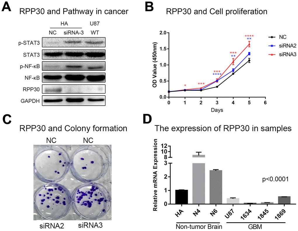 RPP30 regulated protein activation and cell proliferation in vitro. (A) Western blot showed knockdown of RPP30 led to increased expression of p-STAT3 and p-NF-κB in HA cells. (B, C) Cell proliferation ability increased significantly after knocking down RPP30 in HA cells. (D) RPP30 was lowly-expressed in GBM samples by qRT-PCR.