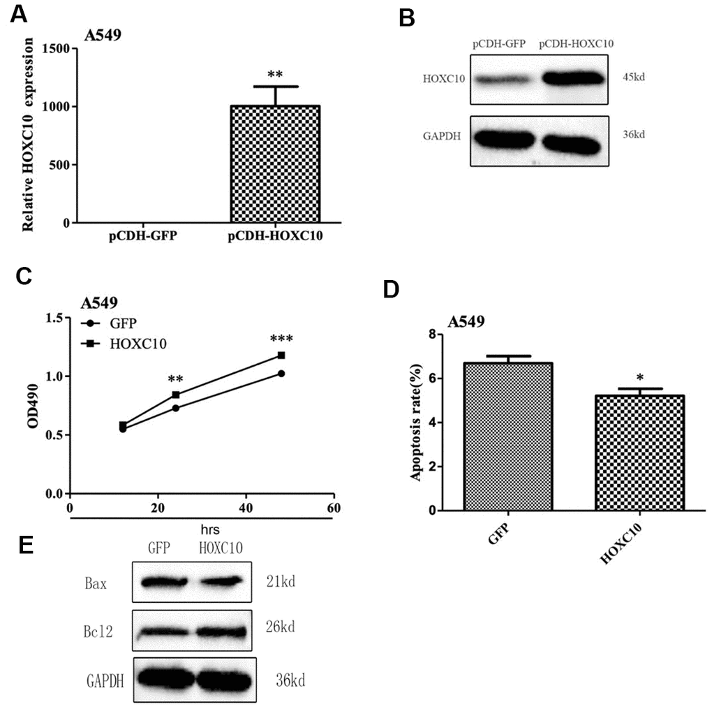 Promotion of cell growth by overexpression of HOXC10 in A549 cells. (A) A549 cells that stabily overexpress HOXC10 (pCDH