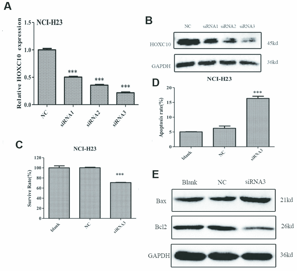 Inhibition of cell growth by knockdown of HOXC10 in NCI-H23 cells. (A) The HOXC10-specific siRNAs (siRNA 1-3) or negative control siRNA (NC) were transfected into NCI-H23 cells. Total RNA was extracted and RNA levels of HOXC10 were assessed using qRT-PCR. A fold change was obtained by normalizing to the house keeping gene GAPDH and setting the values from the negative control siRNA (NC) transfected group to one. (B) Similar to part A except that the protein levels of HOXC10 were assessed using immnoblotting. (C) Similar to part A except that cell viability was measured using MTT assays. A fold change of the MTT values was obtained by setting the values from the negative control siRNA (NC) transfected group one. (D) Similar to part A except that apoptosis was measured using Annexin V-FITC. Percentage of apoptotic cells were compared among the groups. (E) The expression of apoptosis related proteins in NCI-H23 cells with HOXC10-specific siRNA3 or negative control siRNA transfected was measured by western blot analysis. When presented, means and standard deviations were obtained from at least 3 independent experiments. *** indicates a P value 