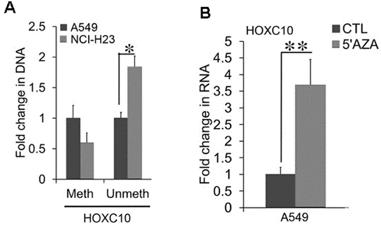 Association between CpG methylation and the expression of HOXC10. (A) Total cell DNA was extracted from A549 and NCI-H23 cell cultures. Cytosine methylation in the HOXC10 CpG island was compared between two culture conditions using bisulfite treatment coupled with methylation-specific qPCR. A fold change of the methylated and unmethylated PCR products were obtained by setting the values from 2D culture to one. (B) Total cell RNA was extracted from A549 cells exposed to either a DNMT inhibitor, 5-Aza-CdR (1 μM) or DMSO for 72 hrs. The RNA levels of HOXC10 were measured using qRT-PCR. A fold change was obtained by normalizing to the housekeeping gene RPLP0 and setting the values from the DMSO group to one. When presented, means and standard deviations were obtained from at least 3 independent experiments. * and ** indicate a P value 