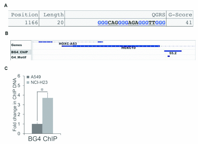 Association between G-quadruplex and the expression of HOXC10. (A) One G4 motif was identified by QGRS Mapper in the HOXC10 CpG island. The sequences, length, and position of the G4 motif were illustrated. (B) The BED file of a genome-wide profiling of G4 formation using BG4-ChIP SEQ was extracted and analyzed. The G4 track was visualized using IGV Genome Browser. The G4 peak called within the HOXC10 CpG island was illustrated. The G4 motif identified by QGRS was marked within the G4 peak. (C) Formation of G4 within the HOXC10 CpG island was assessed by ChIP assays using a G4-specific antibody BG4 in A549 and NCI-H23 cells. A fold change of the BG4 associated G4 region in NCI-H23 cells over A549 cells was obtained by setting the values from 2D culture to one. When presented, means and standard deviations were obtained from at least 3 independent experiments. * indicates a P value 