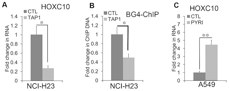 G-quadruplex-mediated regulation of HOXC10 expression. (A) NCI-H23 cells were exposed to the G4 disruptive ligand TAP1 (2 μM) for 4 days. Total RNA was extracted and assessed for the RNA levels of HOXC10 using qRT-PCR. A fold change was obtained by normalizing to the housekeeping gene RPLP0 and setting the values from the DMSO control group to one. (B) Similar to part D except that the BG4 ChIP signals were compared between the DMSO control and TAP1 treated groups. (C) A549 cells were exposed to the G4 enhancing ligand pyridostatin (PYRI) (5 μM) for 48 hrs. Total RNA was extracted and assessed for the RNA levels of HOXC10 using qRT-PCR. A fold change was obtained by normalizing to the housekeeping gene RPLP0 and setting the values from the DMSO group to one. When presented, means and standard deviations were obtained from at least 3 independent experiments. * and ** indicate a P value 