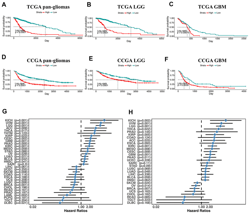 overall survival in glioma patients with low and high PDIA3 expression. Kaplan – Meier analysis of overall survival was performed in pan-glioma (A, D), LGG (B, E) and GBM (C, F) patients based on TCGA and CGGA datasets. (G) Subgroup analyses estimating prognostic value of PDIA3 in OS in different cancer types from TCGA. The length of horizontal line represents the 95% confidence interval for each group. The vertical dotted line represents the HR of all patients. HR H). Subgroup analyses estimating prognostic value of PDIA3 in DSS in different cancer types from TCGA. The length of horizontal line represents the 95% confidence interval for each group. The vertical dotted line represents the HR of all patients. HR 