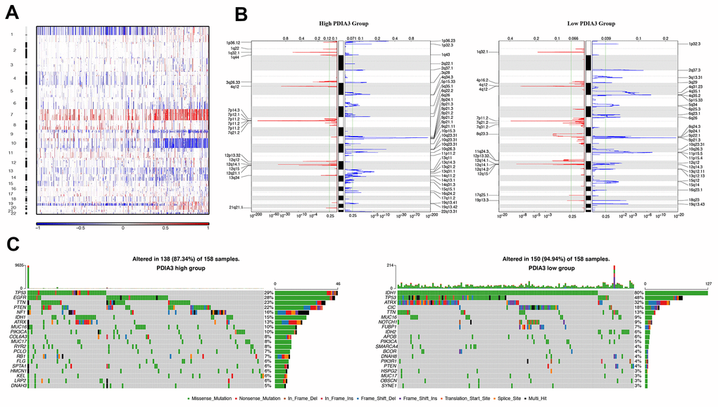 Distinct genomic profiles correlated with PDIA3 expression. (A) The overall CNAs profile arranged by high and low PDIA3 expression. Blue (deletion); red (amplification). (B) Frequency of amplifications and deletions in gliomas. Deletion is blue and amplification is red. (C) Distinct somatic mutations in gliomas.