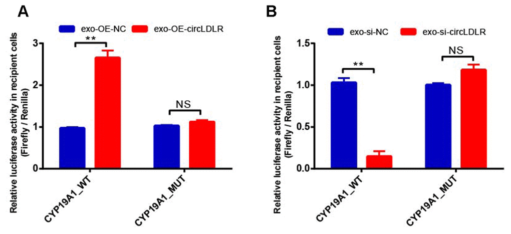 Validation of exosomal circLDLR regulation on CYP19A1 via miR-1294 by luciferase activity assay. The relative luciferase activity was measured following transfection of the wild-type or mutant CYP19A1 3’-UTR in recipient KGN cells after treated with (A) over-expressed circLDLR exosome (exo-OE-circLDLR) or (B) knocked down circLDLR exosome (exo-si-circLDLR), to confirm that exosomal transfer of circLDLR is truly regulatory on CYP19A1 expression via its miR-1294 binding site. The firefly luciferase activities were normalized by renilla luciferase activities. The experiments were performed independently in triplicates. ** indicates p 