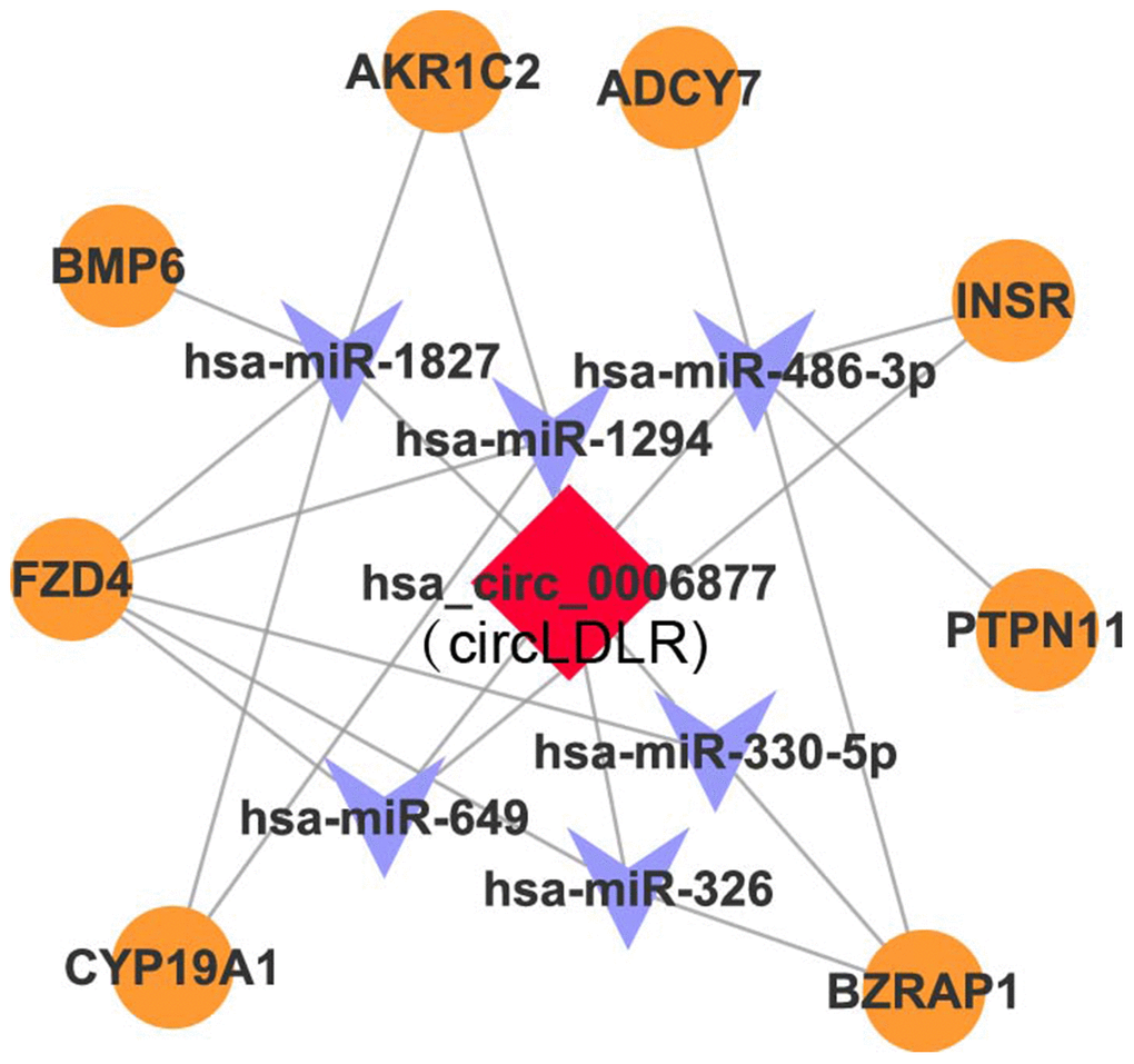 The circLDLR-mediated ceRNA network. The ceRNA network of circLDLR (has