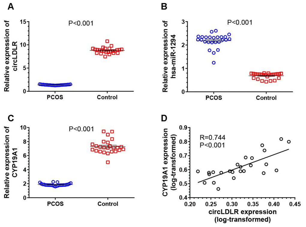 Transcriptional dysregulation of circLDLR-miR-1294-CYP19A1 ceRNA network in granulosa cells of PCOS. The abundance of circLDLR (A), miR-1294 (B) and CYP19A1 (C) were compared between PCOS and non-PCOS control by qRT-PCR. (D) Expression correlation between circLDLR and CYP19A1. GAPDH was used as the internal control for circLDLR and CYP19A1, while U6 was used as the internal control for miR-1294. N=25 vs 25. The results were presented as mean ± SEM.