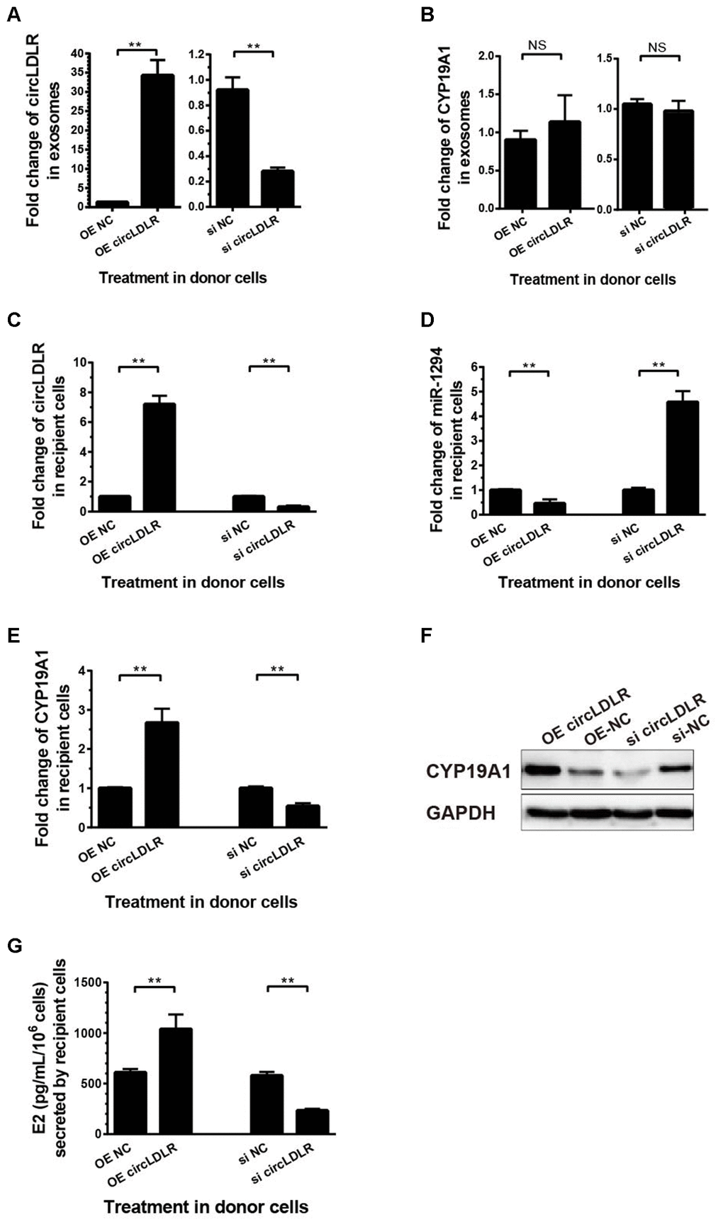 The regulatory role of circLDLR-miR-1294-CYP19A1 ceRNA network in KGN cells. (A) Overexpression (OE) or siRNA knockdown (si) of circLDLR in KGN donor cells changed circLDLR level in exosomes. (B) The abundance of CYP19A1 in exosomes from KGN donor cells with overexpression (OE) or siRNA knockdown (si) of circLDLR. (C) The expression level of circLDLR in recipient cells was changed by exosomes derived from donor cells with altered circLDLR expression. (D) The expression level of miR-1294 in recipient cells was inversely changed by exosomes derived from donor cells with altered circLDLR expression. (E, F) CYP19A1 expression in recipient cells was accordingly affected by exosomes derived from donor cells with altered circLDLR expresson at both RNA level (E) and protein level (F). GAPDH was used as the internal controls for circLDLR and CYP19A1. U6 was used as the internal controls for miR-1294. (G) Effects of exosomal circLDLR on E2 production in the recipient KGN cells. Each experiment was performed six times. OE, over expression circLDLR; si, knockdown circLDLR by siRNA; NC, negative control (empty vector or negative siRNA, accordingly). * indicates p 
