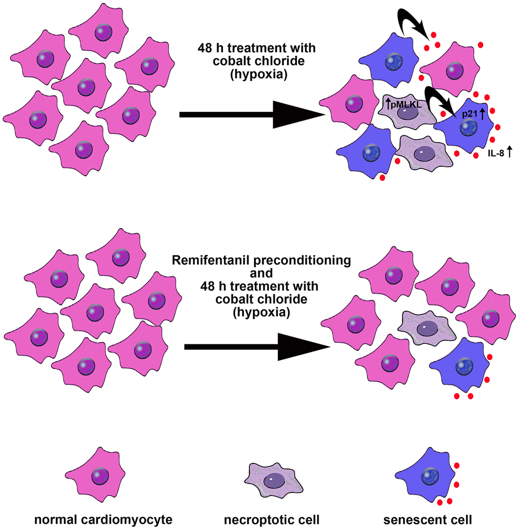 Remifentanil preconditioning protects against hypoxia-induced cellular senescence and necroptosis in human cardiac myocytes that is achieved by remifentanil preconditioning-mediated decrease in the levels of cell cycle inhibitor p21, secretion of IL-8 proinflammatory cytokine as a part of senescence-associated secretory phenotype (SASP) and phospho-MLKL-based necroptotic signaling. Cellular senescence and necroptosis may be due to hypoxia-mediated oxidative stress (not shown). Moreover, necroptotic cells may release some proinflammatory signals (e.g., IL-8) that may also promote cellular senescence and then senescent cells may further stimulate the occurrence of other senescent cells by IL-8 signaling (black arrows). All these adverse effects can be reversed by remifentanil preconditioning.
