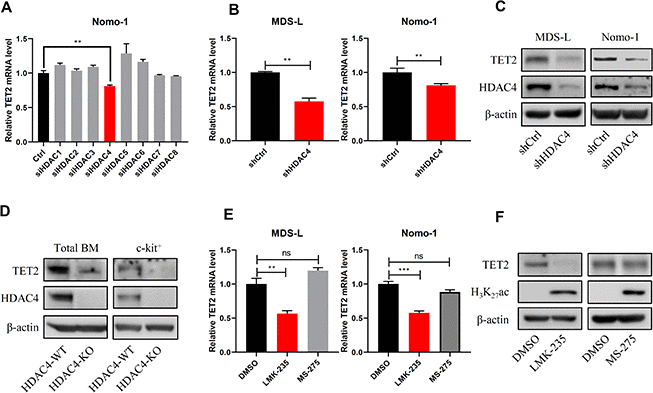 HDAC4 knockdown decreases TET2 expression. (A) Nomo-1 cells were transduced with siRNAs targeting indicated HDAC genes, and TET2 expression was determined by RT-qPCR. (B, C) HDAC4 knockdown using lentivirus to deliver shRNA to MDS-L and Nomo-1 cells. TET2 expression was determined by RT-qPCR (B) or Western blot (C). (D) Total BM and c-kit+ cells were harvested from HDAC4 WT or KO mice, and TET2 protein levels were determined by Western blot. (E) MDS-L and Nomo-1 cells were treated with 5 μM LMK-235 or 1 μM MS-275 for 24 hours, and TET2 expression was determined by RT-qPCR. (F) MDS-L cells treated with LMK-235 or MS-275 were analyzed by Western blotting for TET2 expression. H3K27Ac served as a positive control.
