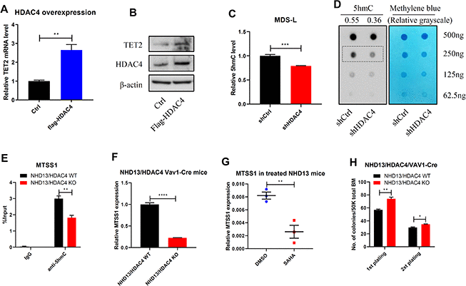 HDAC4 is required to maintain TET2 activity. (A, B) HDAC4 was overexpressed in 293T cells and TET2 expression determined by RT-qPCR (A) or Western blot (B). (C, D) After HDAC4 knockdown using lentivirus to deliver shRNA to MDS-L cells, 5hmC levels were determined by ELISA (C) or dot blot (D). (E) hMeDIP-qPCR analysis of specific 5hmC enrichment on Chr15: 58979469-58979554, enhancer region of MTSS1 in c-kit+ cells from BM of NHD13/HDAC4 WT or NHD13/HDAC4 KO mice. Bars represent mean enrichment over input. (F) MTSS1 mRNA levels in c-kit+ cells from BM of NHD13/HDAC4 WT or NHD13/HDAC4 KO mice. (G) RT-qPCR detection of MTSS1 mRNA levels in c-kit+ cells from BM of NHD13 mice treated with SAHA or vehicle control. (H) Serial replating of NHD13/HDAC4 WT or NHD13/HDAC4 KO cells. Total BM cells from each these mice were seeded in methylcellulose medium, and colonies were counted on day 7.