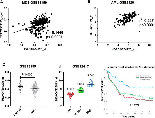 TET2 and HDAC4 expression is positively correlated in high-risk MDS/AML. (A, B) Microarray expression data from total BM of MDS (A, n = 206) or mononuclear AML (B, n = 96) cells. P value was calculated by Pearson r correlation. (C) HDAC4 expression data from total BM from healthy donors (n = 73) or normal karyotype AML patients (n = 351). P value was calculated by unpaired t test. (D) Overall survival in 163 normal karyotype AML patients based on clustering of HDAC4 expression. Patients were separated into 3 expression groups—low (n = 61), middle (n = 69) and high (n = 33)—based on a standard K-means clustering approach. Kaplan-Meier curves were generated and log-rank p-values calculated to assess statistical significance.