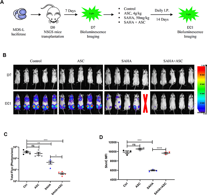 TET2 agonist in combination with HDACi promotes potent anti-leukemia effects in vivo. (A) Schematic showing experimental protocol. 2.5 x 106 luciferase-expressing MDS-L cells were transplanted into NSGS recipient mice intravenously. Seven days later, baseline engraftment was detected by bioluminescence imaging. Drug treatment began on D7 via I.P. injection. MDS-L engraftment was detected at D21. (B) Pseudocolored bioluminescence images of NSGS mice transplanted with MDS-L cells and subjected to indicated drug treatment. Radiance is in units of “photons/second/cm2/steradian”. One mouse in the SAHA group died during drug administration (indicated by red X). (C) Total flux (photons/sec) of NSGS mice transplanted with MDS-L cells after indicated treatments. Signal intensity was quantified from each animal shown in panel b. (D) 5hmC levels (as quantified by flow cytometry) in peripheral blood cells of mice after indicated treatments.