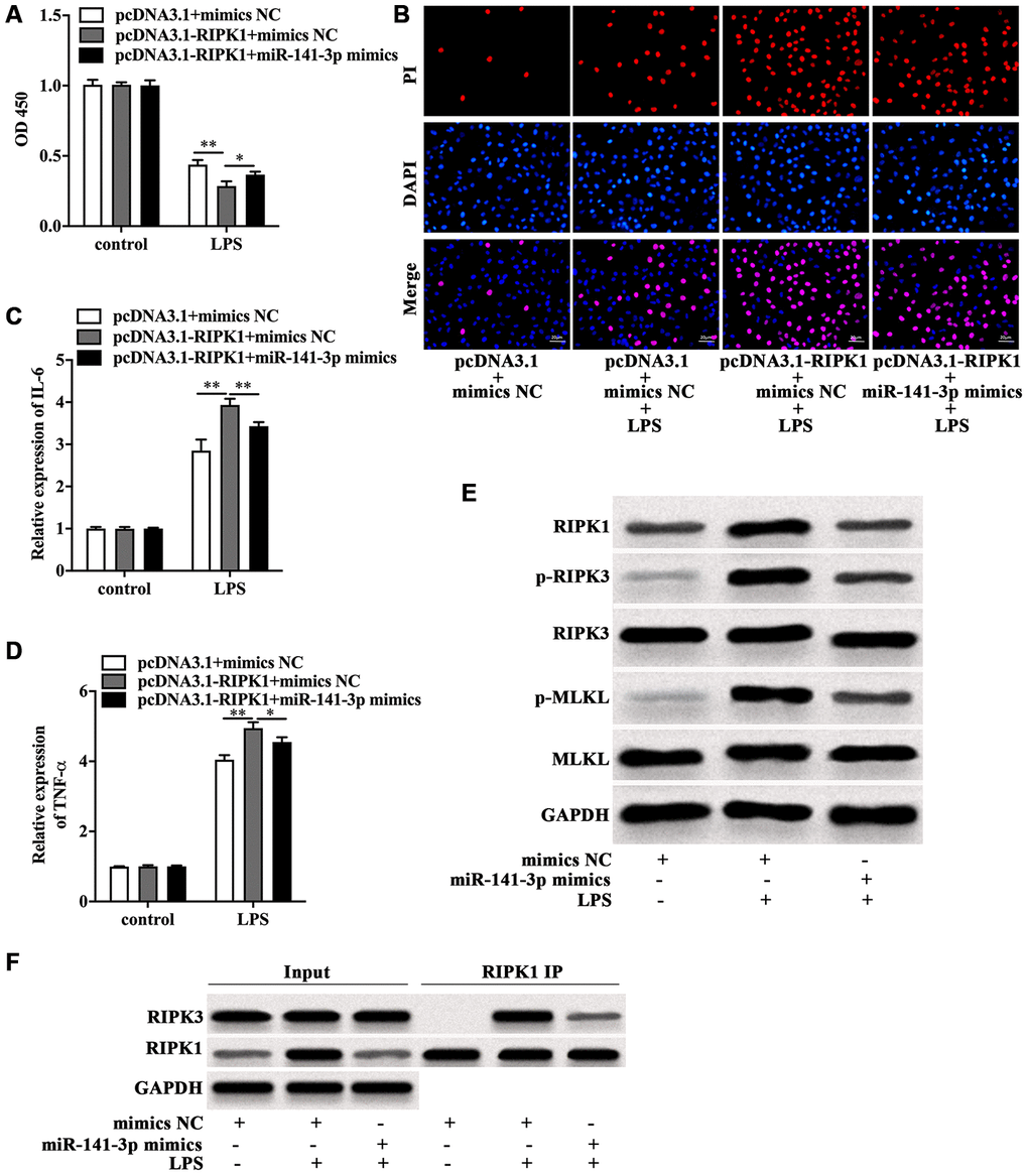 MiR-141-3p inhibited RIPK1-mediated necroptosis to reduce LPS-induced Caco-2 cell injury. Cell viability (A), PI positive staining (B), IL-6 mRNA level (C), TNF-α mRNA level (D) of LPS-treated Caco-2 cells with RIPK1 overexpression in the presence of miR-141-3p mimics. (E) The protein level of RIPK1, p-RIPK3, RIPK3, p-MLKL and MLKL in LPS-treated Caco-2 cells in the presence or absence of miR-141-3p mimics. (F) IP assay was carried out to detect the interaction between RIPK1 and RIPK3 in LPS-treated Caco-2 cells in the presence or absence of miR-141-3p mimics. Scale bar = 20 μm. *p**p