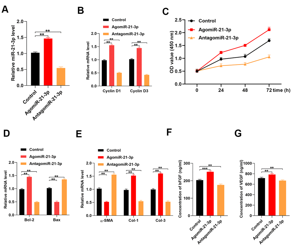 MiR-21-3p promotes fibroblast function in vitro. (A) The level of miR-21-3p in the control fibroblasts and the fibroblasts that were transfected with agomiR-21-3p or antagomiR-21-3p was measured by qRT-PCR; (B) The levels of cyclin D1 and cyclin D3 mRNA in the different groups were measured by qRT-PCR; (C) CCK-8 detected the proliferative ability of fibroblasts in the different groups; (D) The levels of Bcl-2 and Bax mRNA in the different groups were measured by qRT-PCR; (E) The levels of α-SMA, Col 1, and Col 3 mRNA in the different groups were measured by qRT-PCR; (F, G) The concentrations of bFGF and VEGF were measured by ELISA. Data are presented as the mean ± SD from three independent experiments. *p 