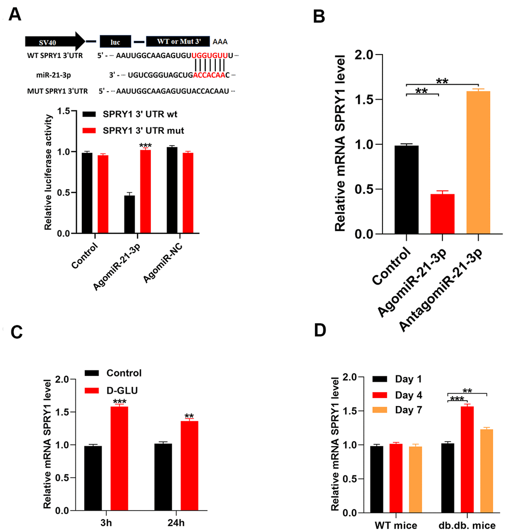 MiR-21-3p directly targets SPRY1. (A) The luciferase assay results of miR-21-3p and SPRY1; (B) The level of miR-21-3p in the different groups was measured by qRT-PCR; (C) The level of mRNA SPRY1 in fibroblasts was measured at 3 h and 24 h following diabetic stimulation with D-glucose; (D) The level of mRNA SPRY1 in mice tissues was measured on days 1, 4, and 7 post-wounding (n=10, per group). Data are presented as the mean ± SD from three independent experiments. *p 