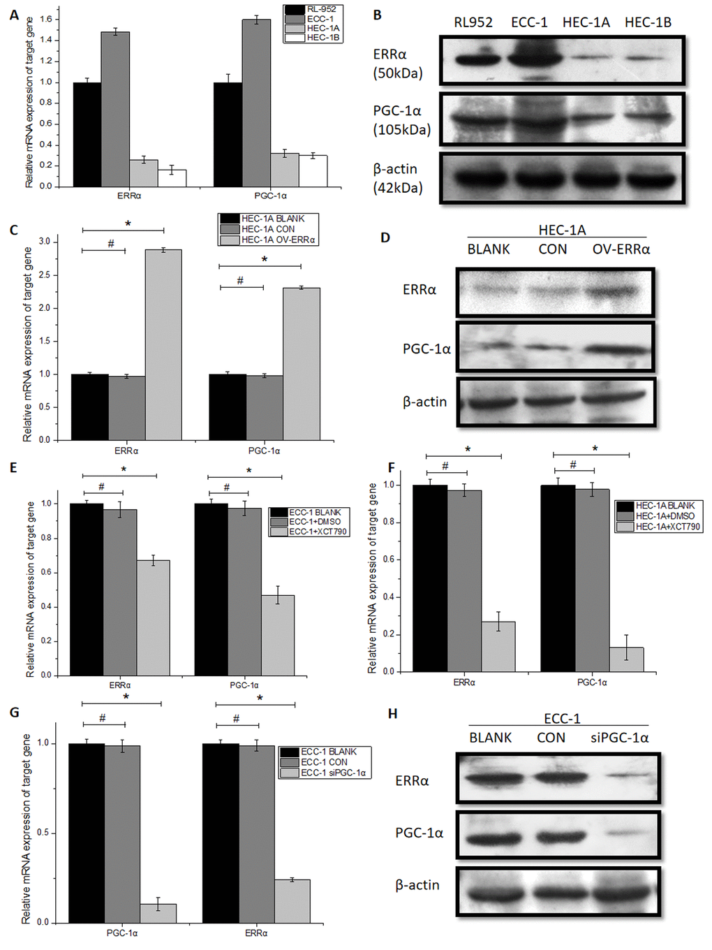 Expression of PGC-1α and ERRα in endometrial cancer cells. (A) related mRNA expression and (B) protein expression pattern of PGC-1α and ERRα in RL-952, ECC-1, HEC-1A and HEC-1B endometrial cancer cells. (C) PGC-1α and ERRα mRNA expression and (D) protein levels was significantly up-regulated after the infection with lentivirus targeted on OV-ERRα. Relative mRNA expression in ECC-1 (E) and HEC-1A (F) cells treated with XCT790 showed a downregulation of ERRα. (G) PGC-1α and ERRα mRNA expression (H) protein levels was significantly down-regulated after the infection with PGC-1α-siRNA, ERRα is consistent with PGC-1α regulation. Relative mRNA expression of PGC-1α is consistent with ERRα regulation. *mean P0.05.