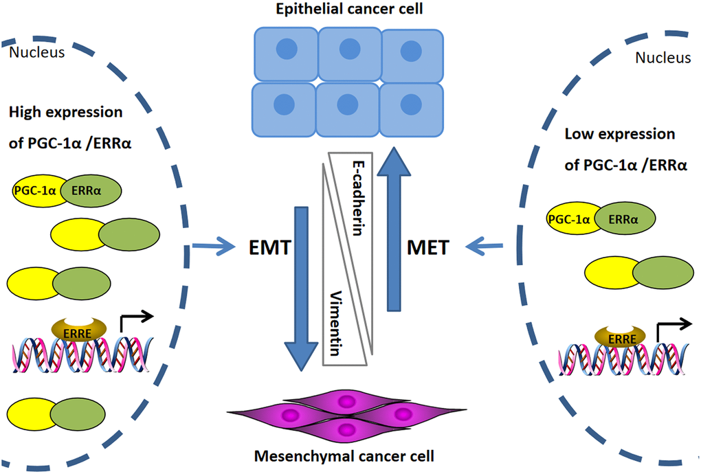 Mechanism diagram to illustrate the potential role of ERRα/PGC-1α regulating EMT in endometrial cancer. High expression of PGC-1α/ERRα strengthening EMT phenotypes in endometrial cancer cells, the EMT process accompanied by the decreased expression of the epithelial cell marker E-cadherin, and the increased expression of the mesenchymal cell marker vimentin. Inhibition of PGC-1α/ERRα lead to suppresses the EMT process and upregulation of E-cadherin as well as downregulation of vimentin.