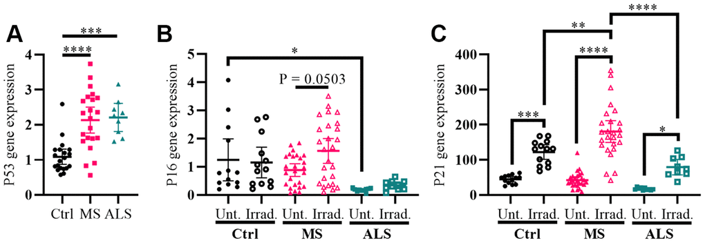 Markers P53 and P21 have altered profiles in MS skin fibroblasts. (A) Skin fibroblasts were cultured in standard media conditions for one week. Total RNA was harvested and the gene expression level of P53 was determined by RT-PCR (Ctrl, n = 20; MS, n = 22; ALS, n = 9). The relative fold change compared to the average of all controls is shown. (B and C) Skin fibroblasts were seeded and cultured for 24 hours in standard media conditions (Ctrl, n = 13; MS, n = 26; ALS, n = 10). The cells were either untreated or treated with gamma irradiation and incubated for an additional ten days prior to harvesting total RNA. The gene expression levels of P16 and P21 were determined using RT-PCR. (A–C) All gene expression levels were normalized to the TATA box protein gene. Each data point represents a unique cell line. The average of replicates is shown with the 95% confidence interval. Significance was determined using one-way ANOVA post hoc Tukey test. *, P 