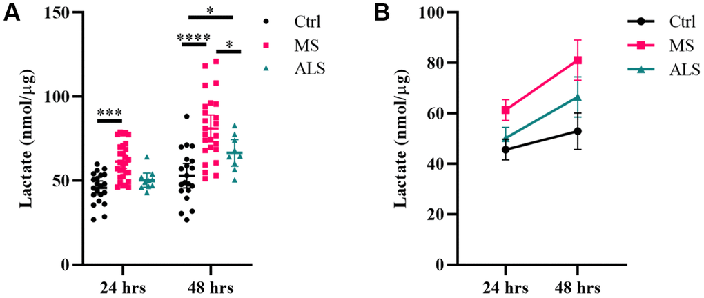 Lactate production is increased in MS skin fibroblasts. Skin fibroblasts from MS (n = 25-29), ALS (n = 9-10), and control cells (n = 20-21) were incubated in media (without FBS) for 24 hours or 48 hours prior to measuring lactate concentrations in the media. (A) Significant changes between groups were determined using two-way ANOVA post hoc Tukey test (repeated measures with mixed model). Each data point represents a unique skin fibroblast sample. Determined lactate concentrations were normalized to cellular protein content. The average of replicates is shown with the 95% confidence interval. (B) Summary data of detected lactate concentrations after 24 or 48 hours. The average of all data is shown per group with the 95% confidence interval. *, P 